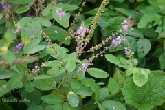 Uraria rufescens